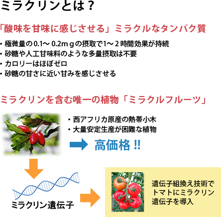 ミラクリンとは？