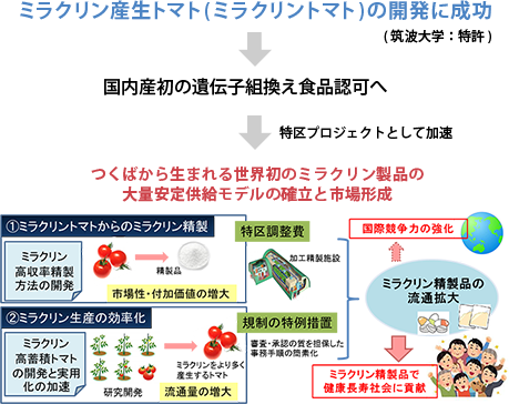 ミラクリン産生トマト（ミラクリントマト）の開発に成功